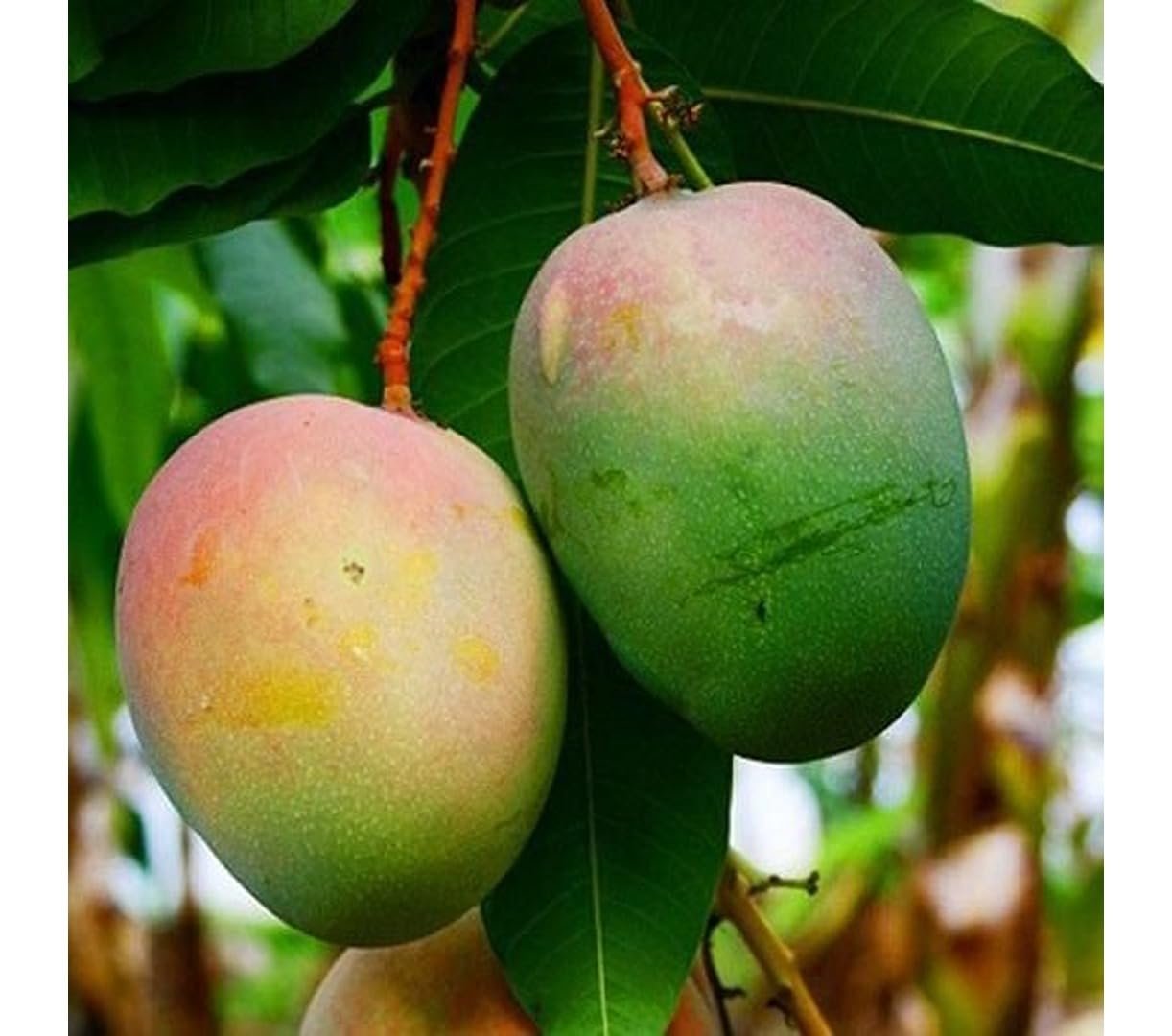 Mango Neelam